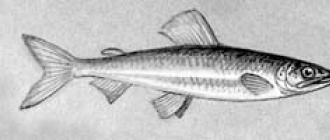 Рыбы: общая характеристика и внешнее строение