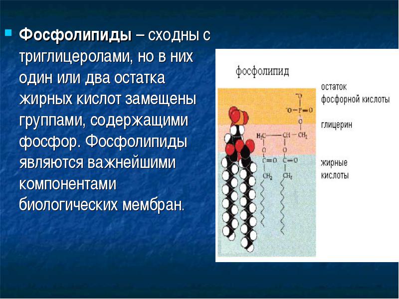 Фосфолипиды. Фосфолипиды являются. Названия фосфолипидов. Фосфолипиды состоят из. Гормоны фосфолипиды.