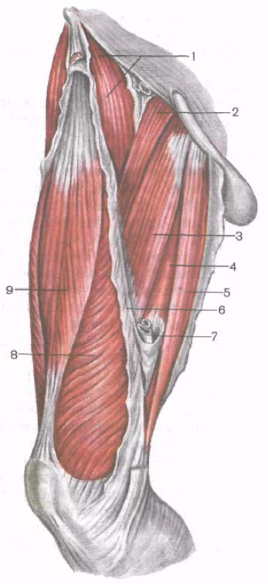 Медиальная группа мышц бедра