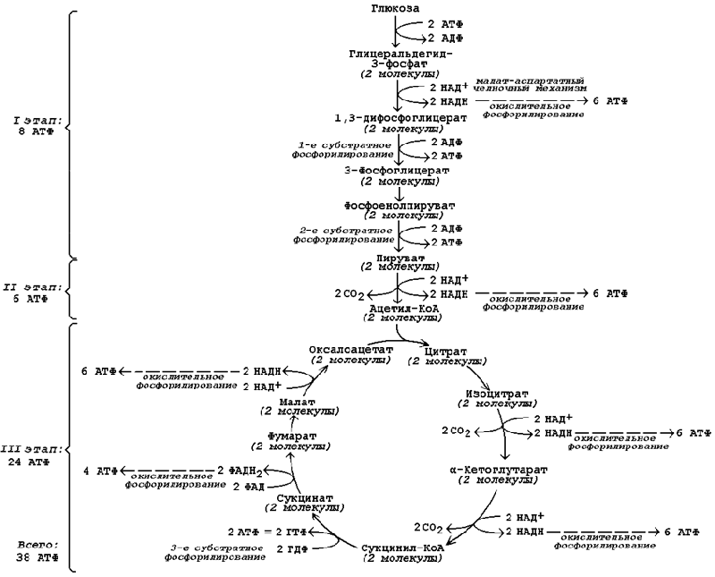 Аэробное окисление углеводов схема