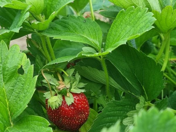 Лесная земляника и садовая клубника: у какой ягоды больше пользы для сердца