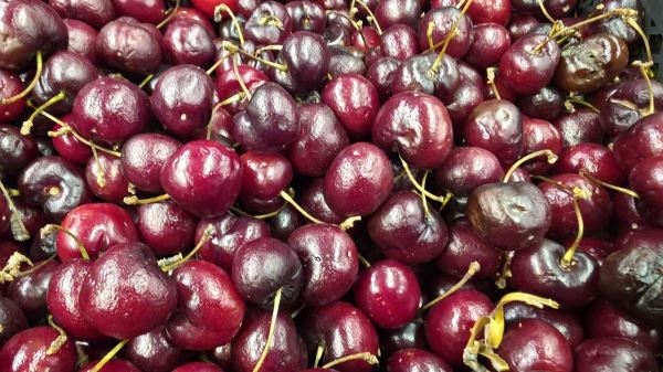 Черешня после мяса: фруктовые кислоты замедляют усвоение железа — интервал 2 часа