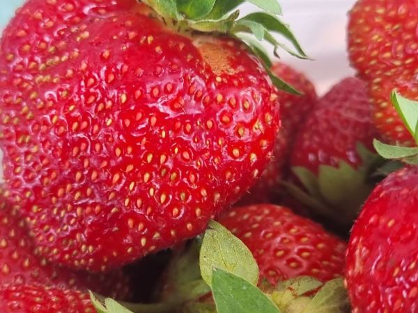 Клубника и молоко: почему этот дуэт вызывает вздутие у 70% людей — ферментная несовместимость